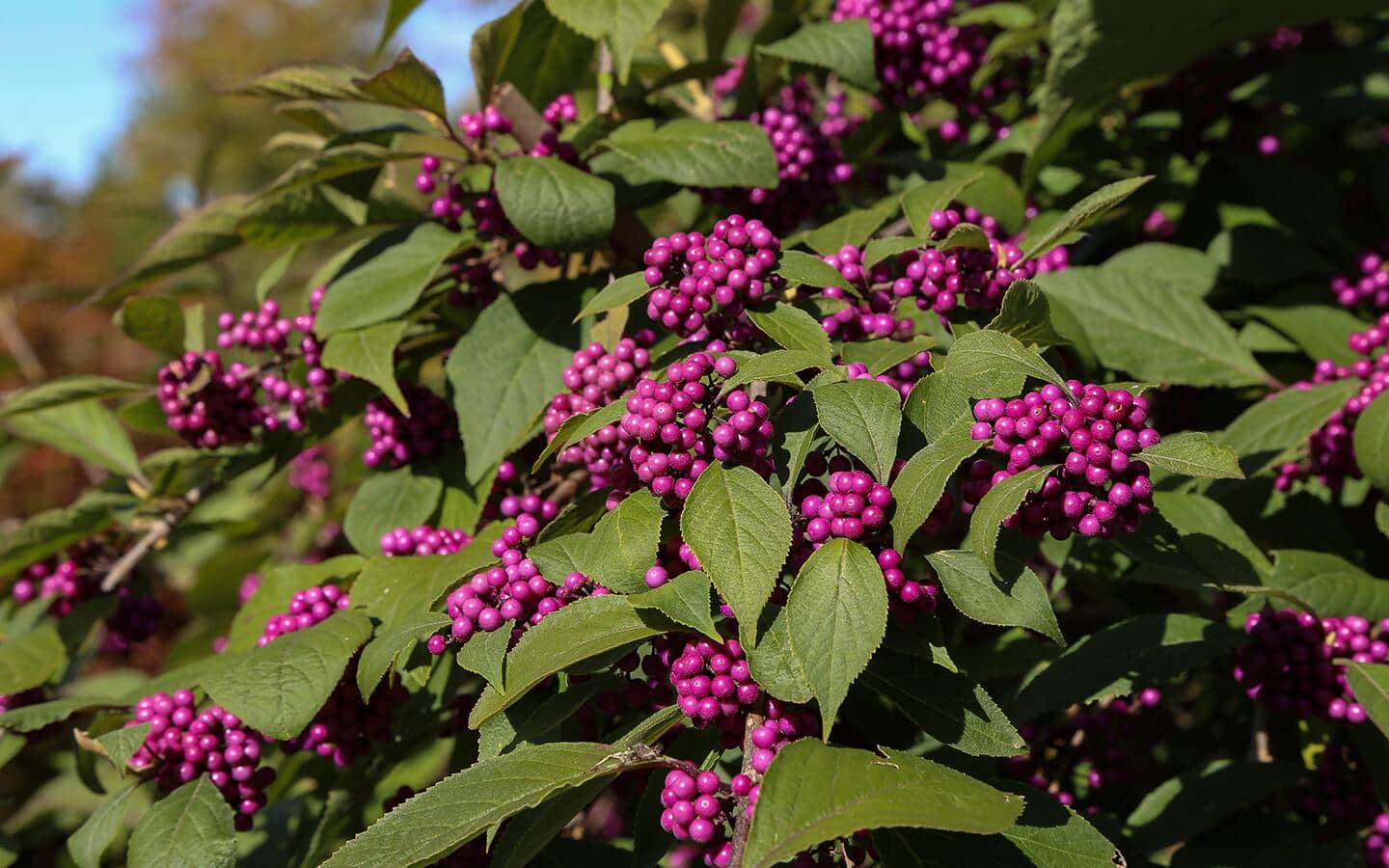 Bright pink beautyberries with green leaves on a shrub.