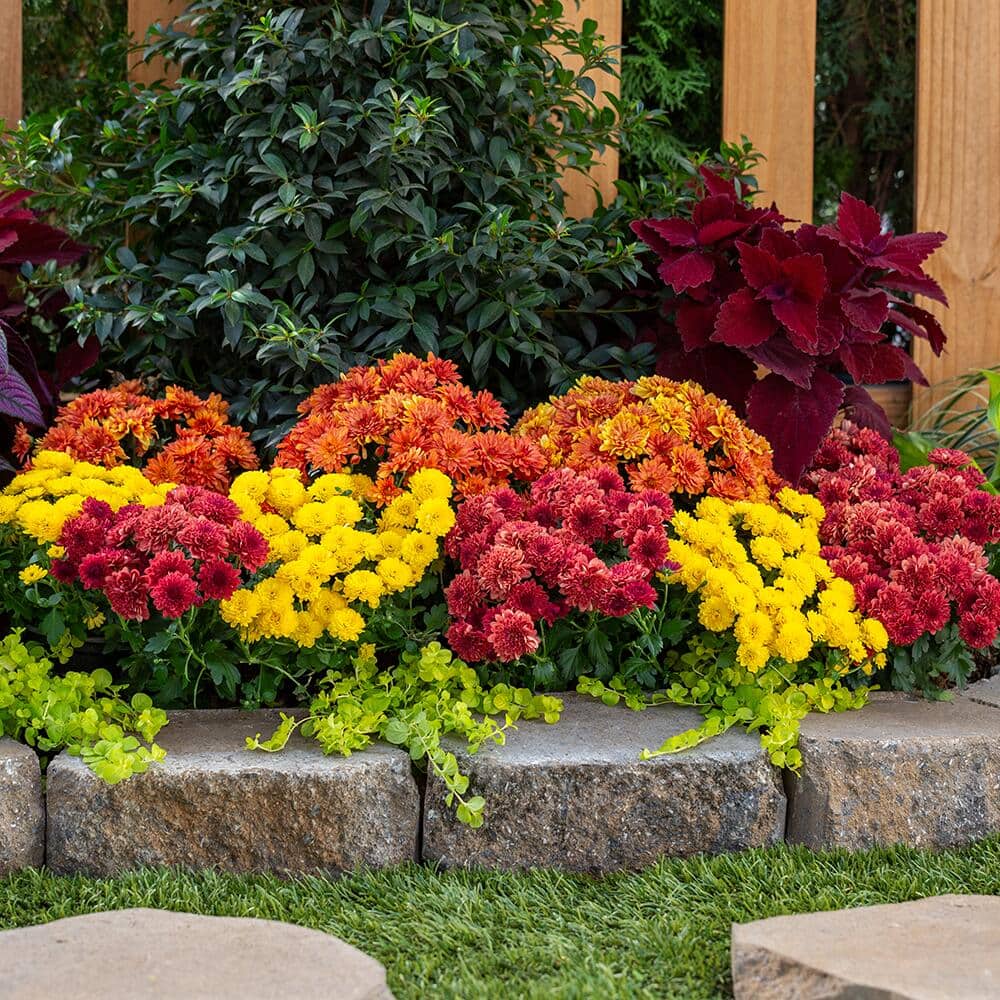 Know the Difference Between Annuals vs. Perennials