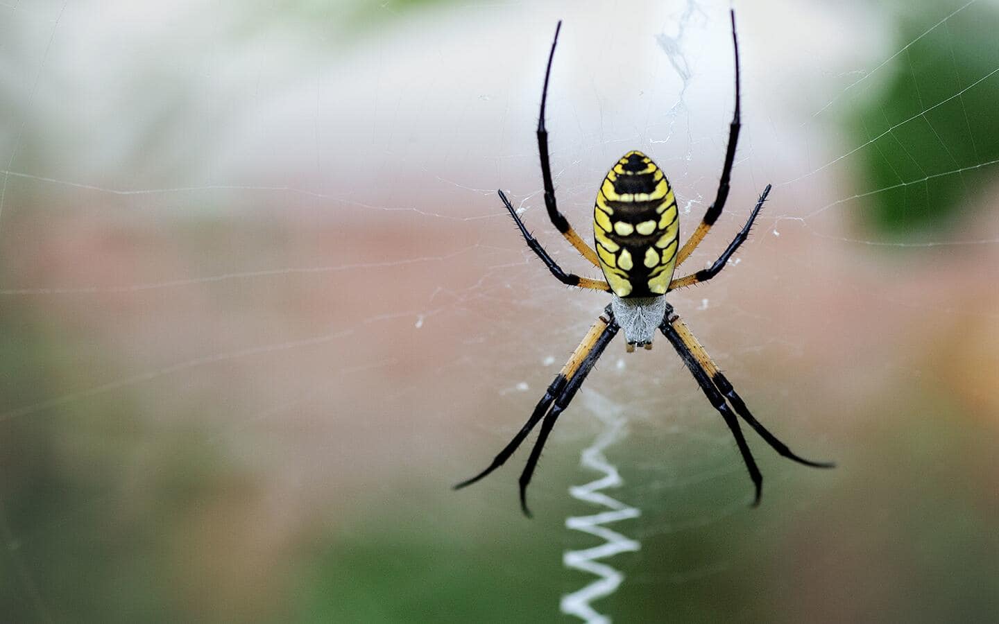 A black and yellow garden spider within her web.