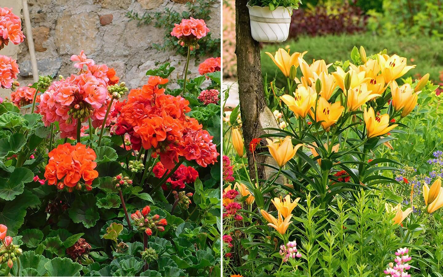 An annual plant and a perennial plant blooming next to one another. An annual plant and a perennial plant blooming next to one another.