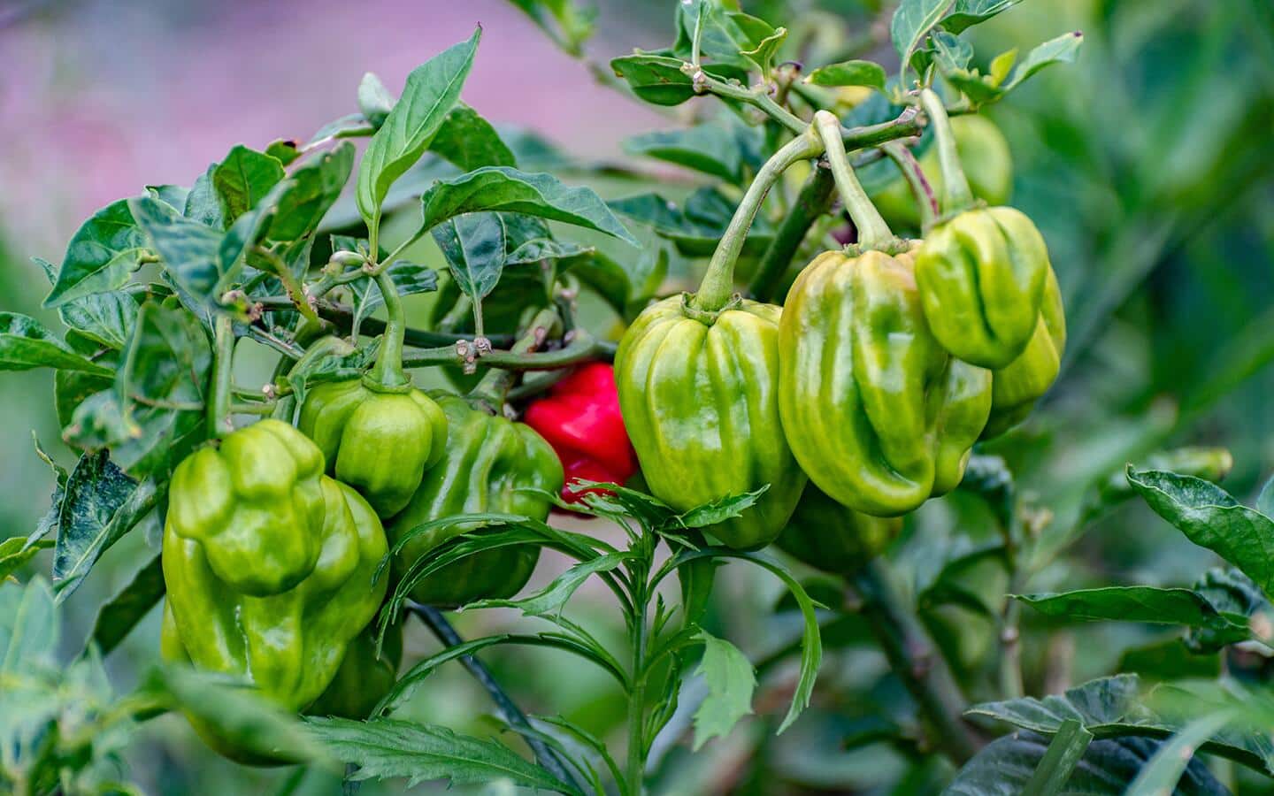 Green and red peppers growing on a pepper plant Green and red peppers growing on a pepper plant