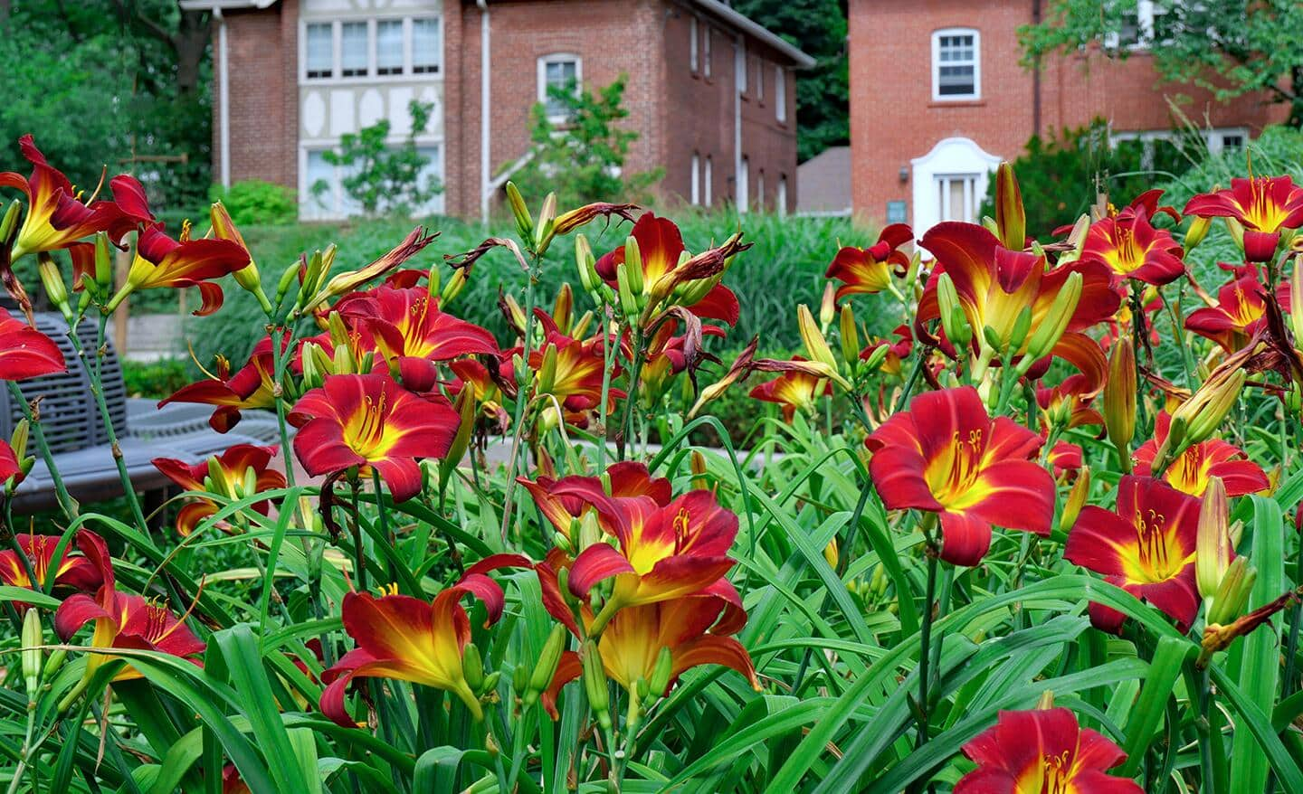 Red daylilies in a flower garden