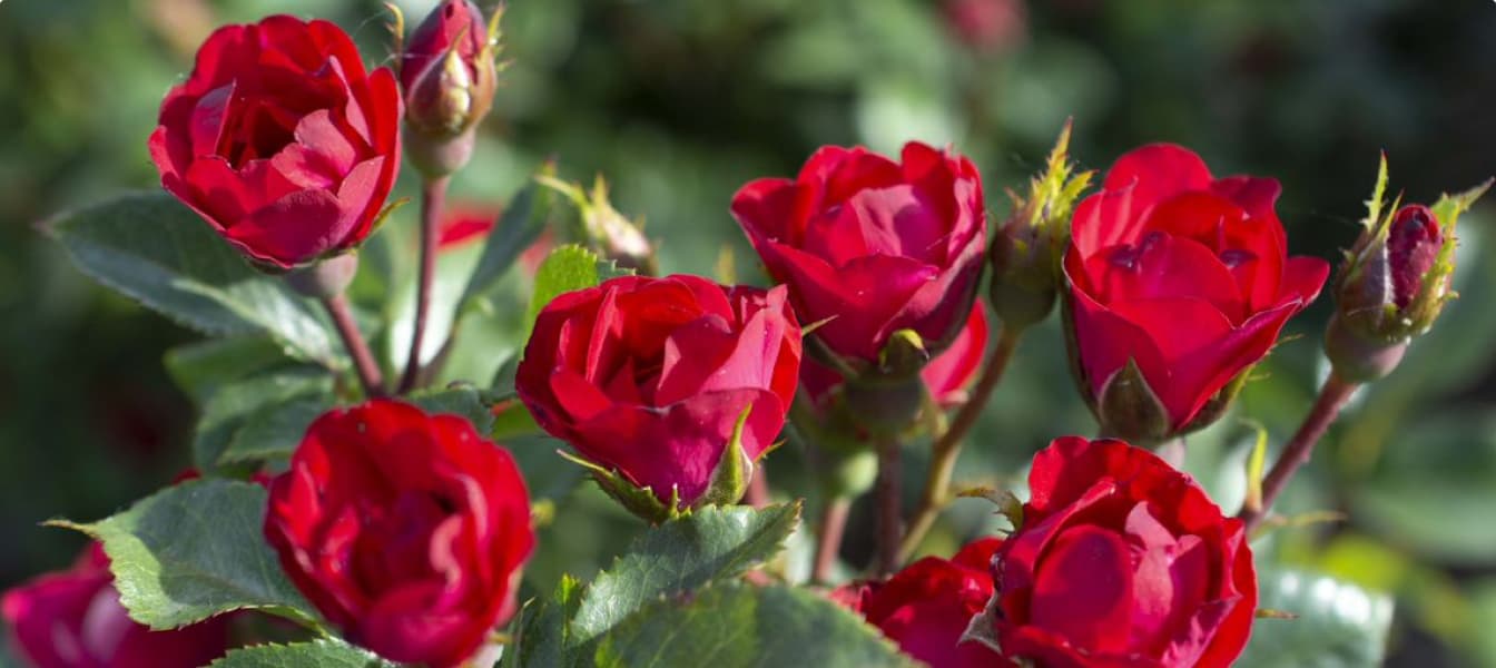 Rose Bushes - The Home Depot