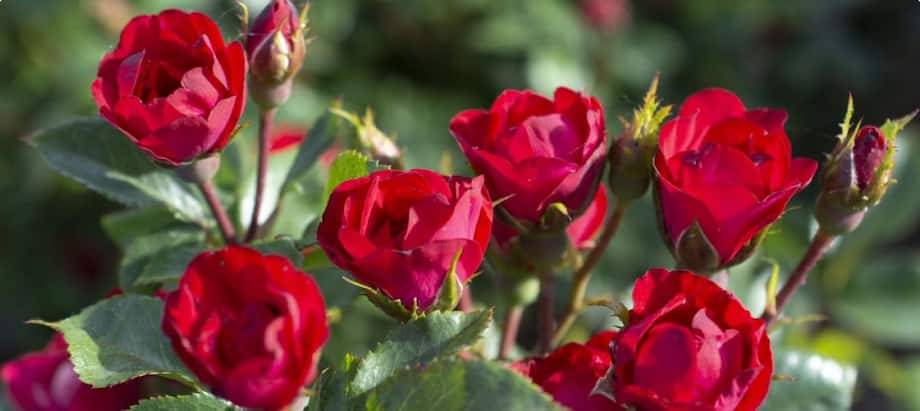 BEAUTIFY YOUR GARDEN WITH ROSES 