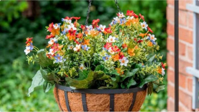Image for  Best Plants for Hanging Baskets  