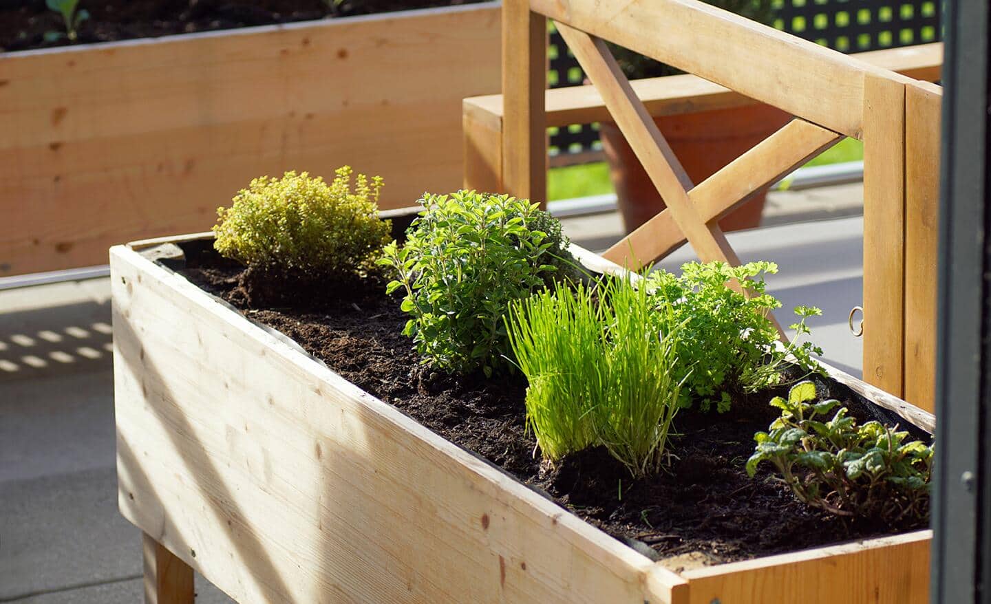 Herbs growing in a raised garden bed Herbs growing in a raised garden bed
