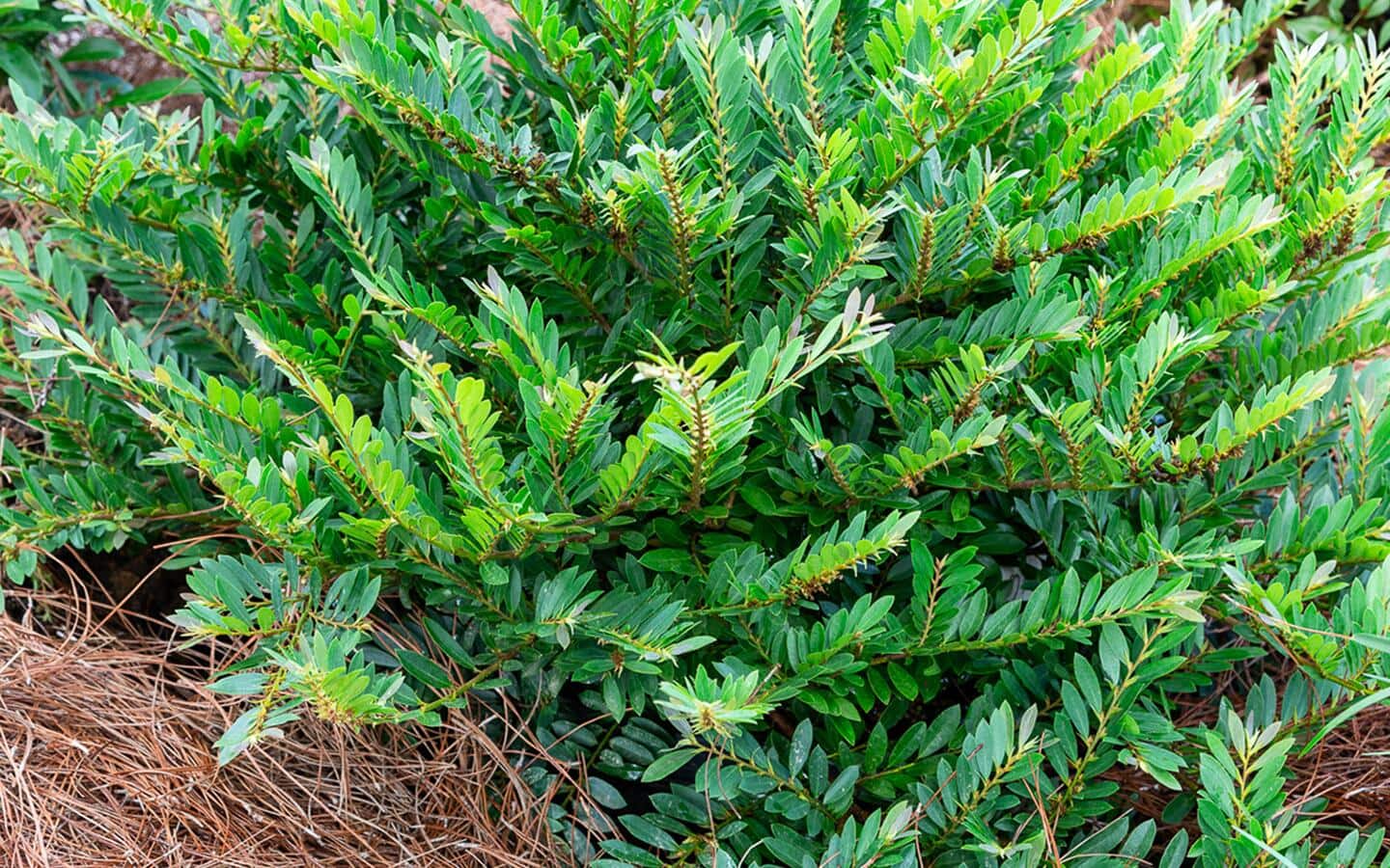 A distylium shrub with narrow, glossy, dark-green leaves.