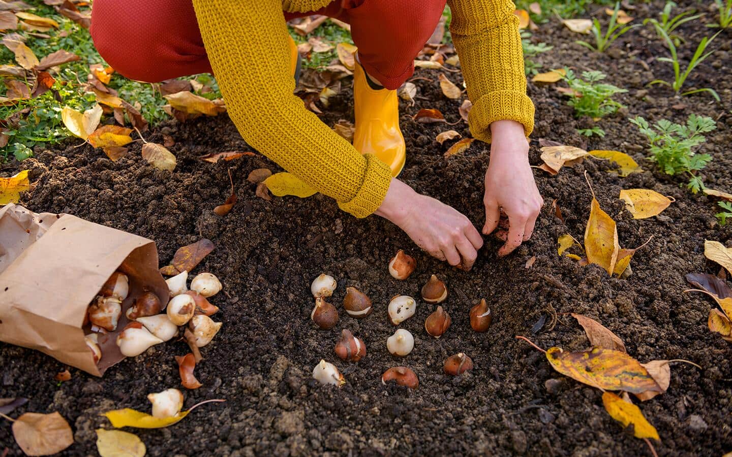 Someone planting perennial bulbs in rich soil.
