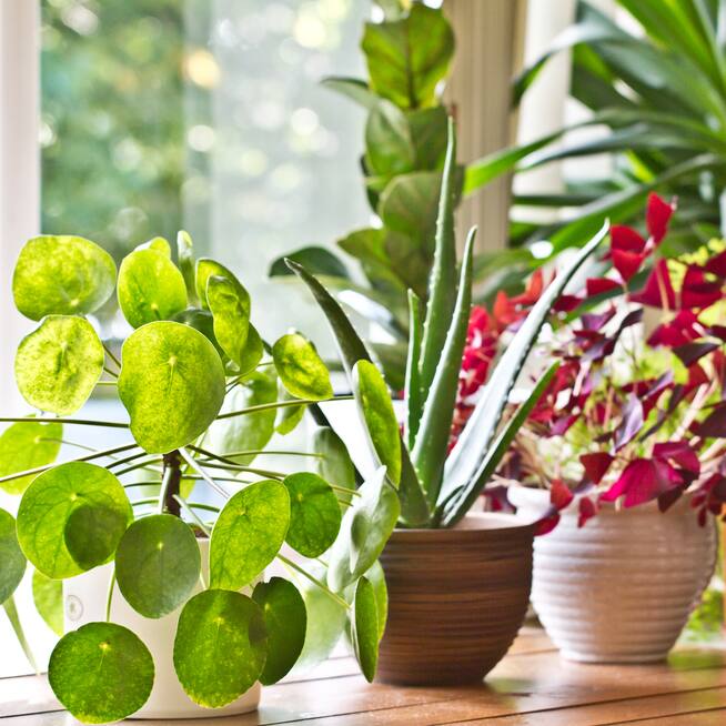 Image for Shop Small House Plants