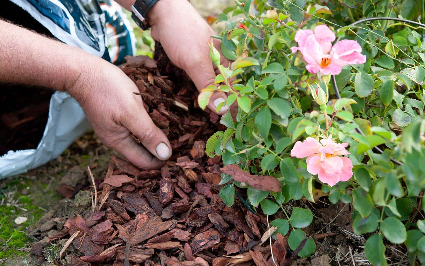 Gardener adds mulch to the base of a pink rose plant