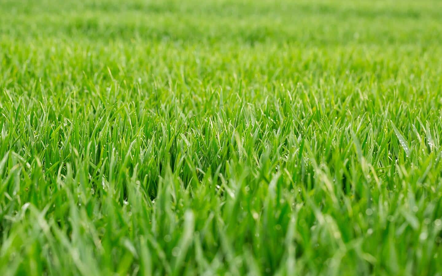 Green grass growing in a yard.