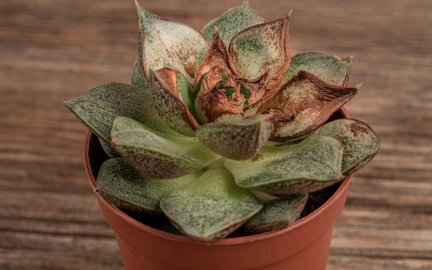 A succulent with rotting and dead leaves in a terracotta pot.