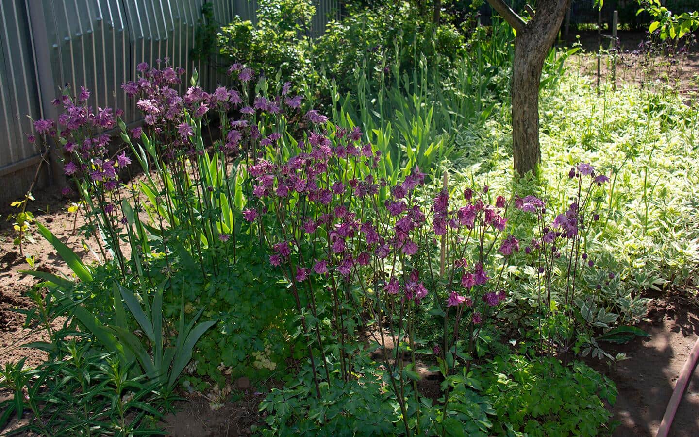 Flowers growing in a shady spot in a yard. Flowers growing in a shady spot in a yard.