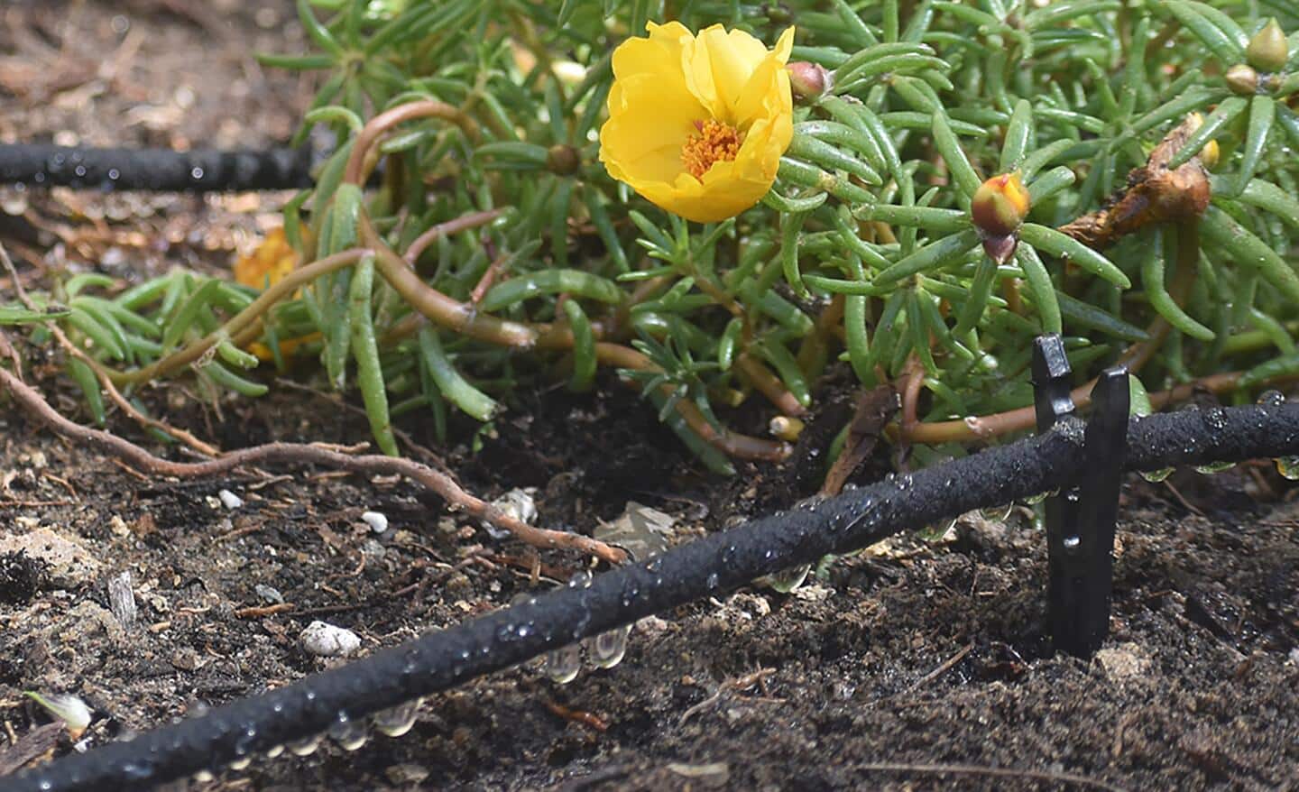 Soaker hose dripping water into a flower bed