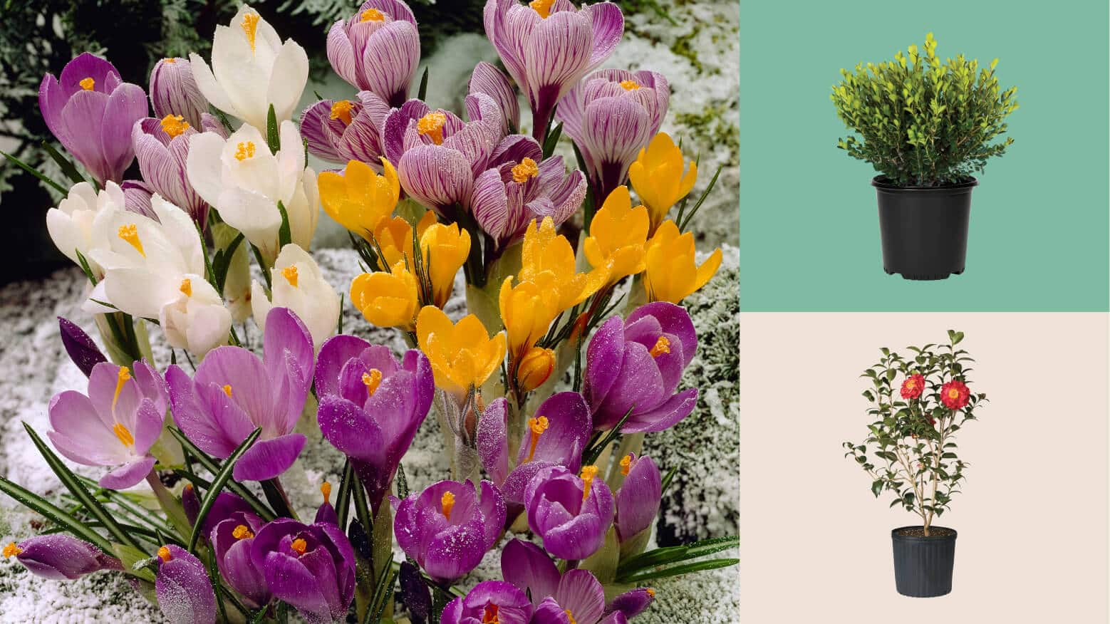 Image for ENHANCE YOUR YARD THIS SEASON 