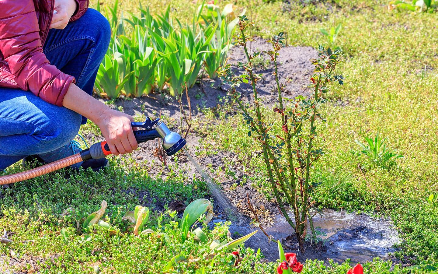 A person waters roses with a spray nozzle attached to a hose