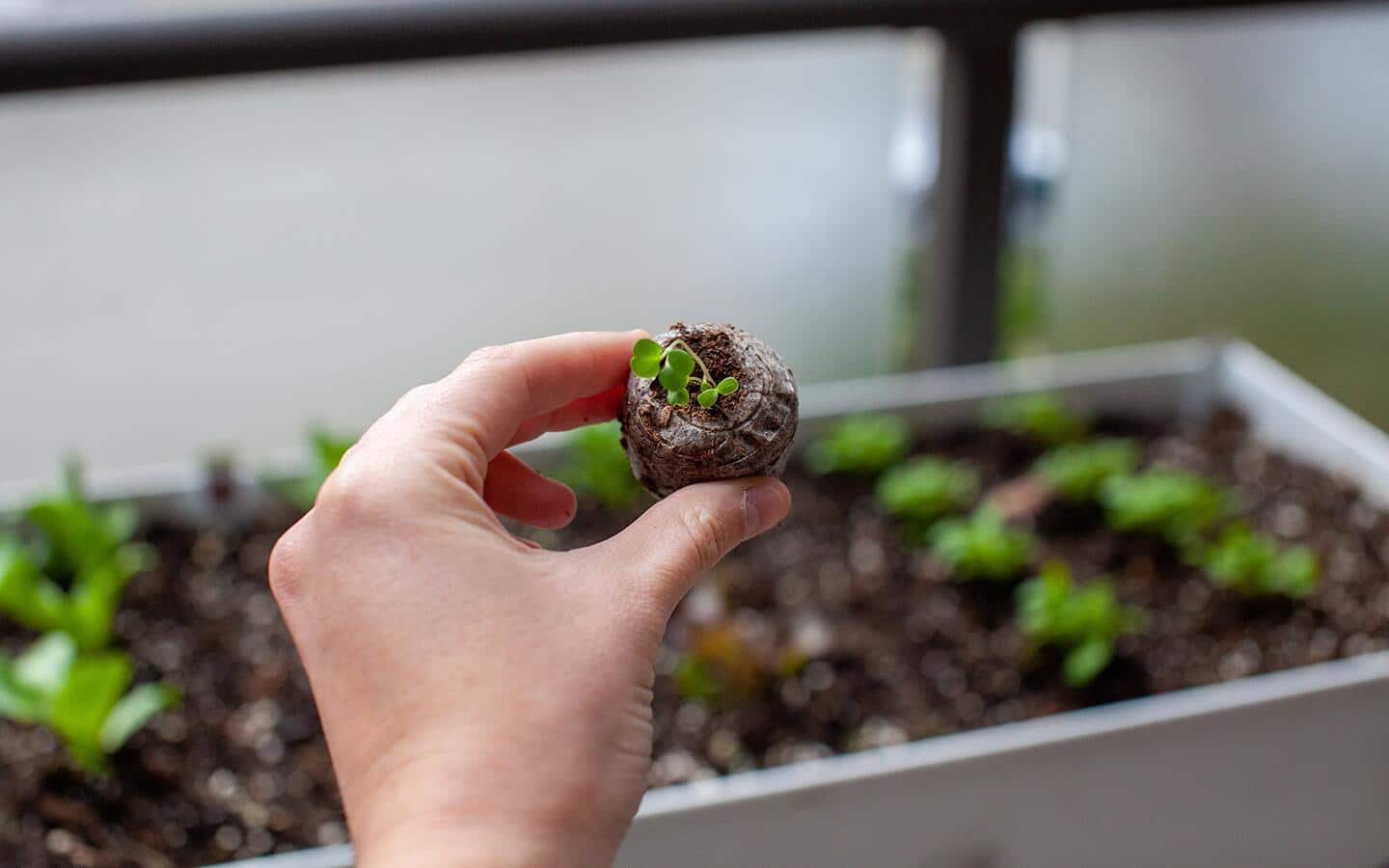 Seedlings being removed from the kit for transplanting. Seedlings being removed from the kit for transplanting.
