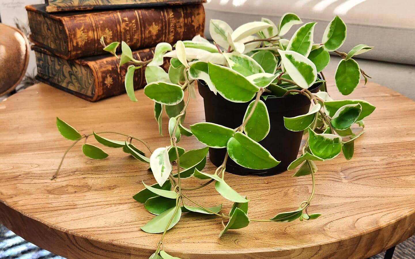 Indoor Plants for Mother's Day - The Home Depot