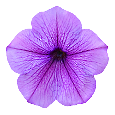 Image for Purple Annuals