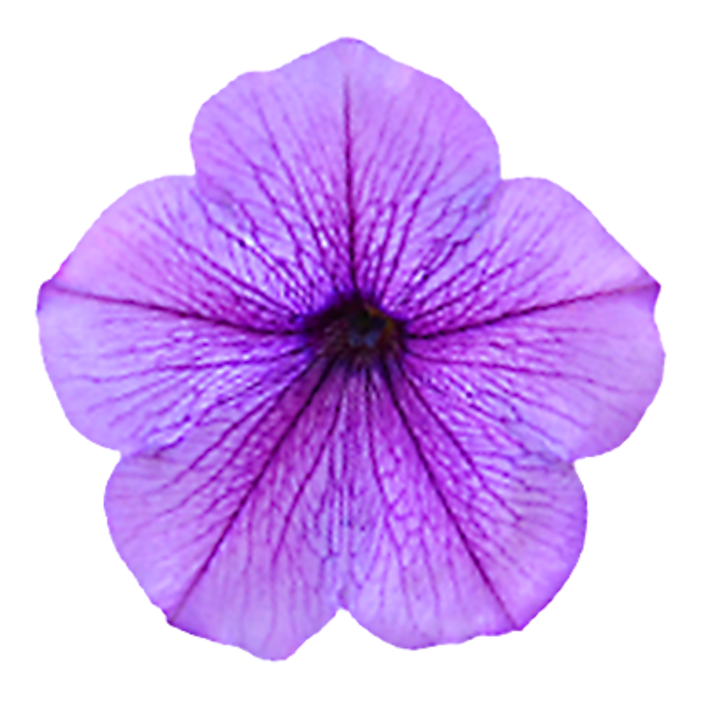 Image for Purple Annuals
