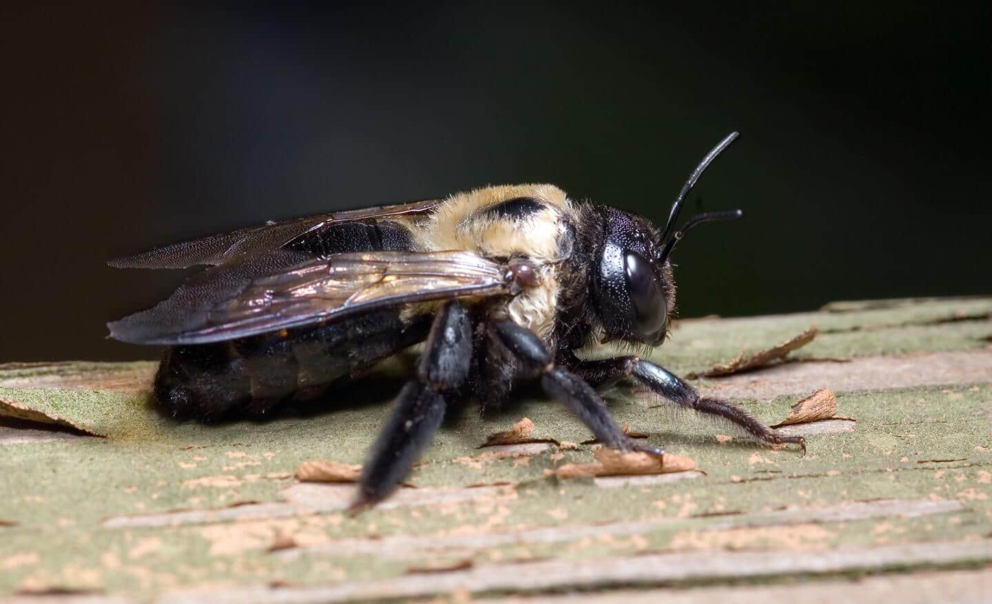 A yellow and black wood bee stands on a piece of wood.