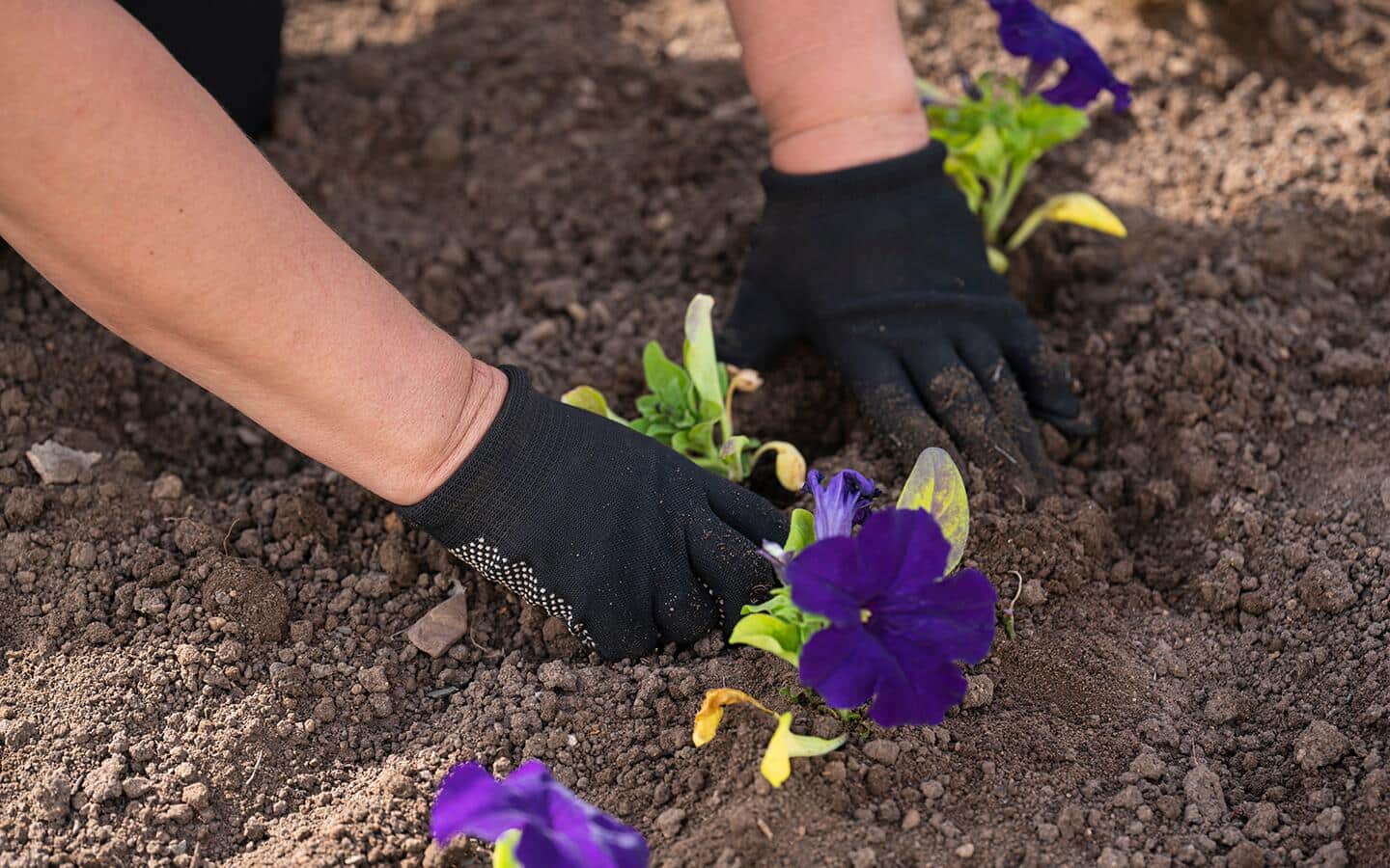 Gardener planting purple petunias in a garden bed Gardener planting purple petunias in a garden bed