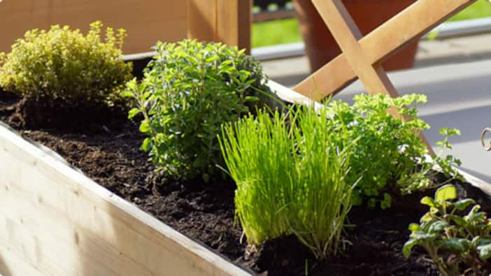 Plant These Vegetables in Your Fall Garden - The Home Depot