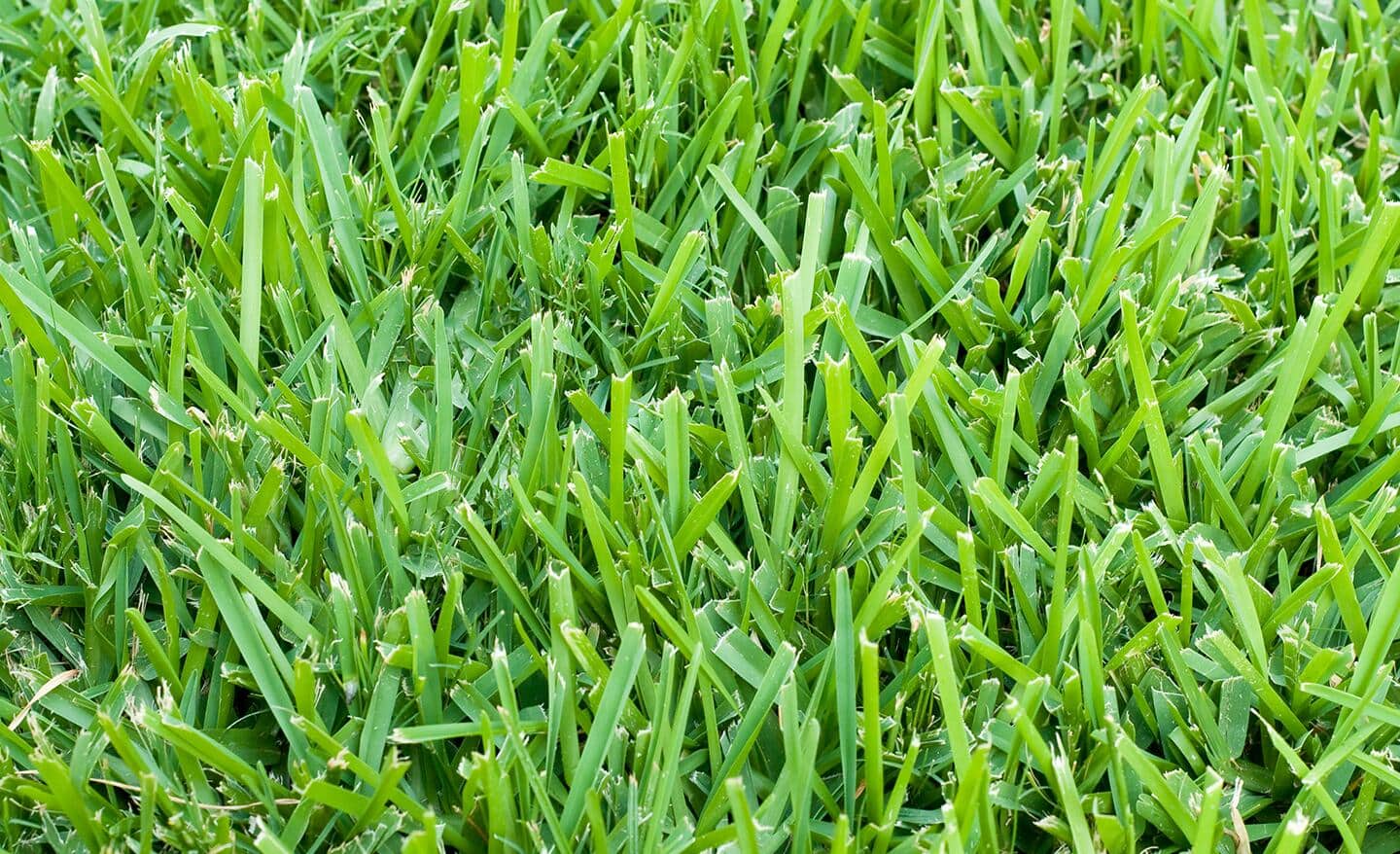 Healthy Bermuda grass lawn