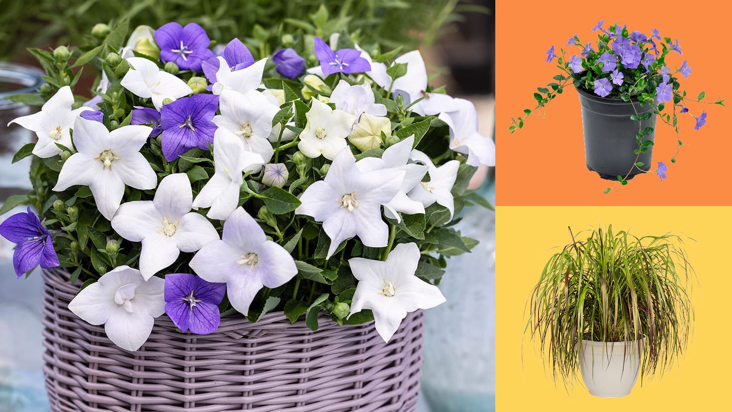 Image for FAST FREE DELIVERY 