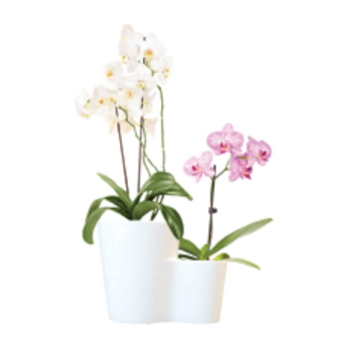 Orchids