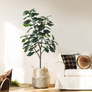 Image for Shop Fiddle Leaf Figs