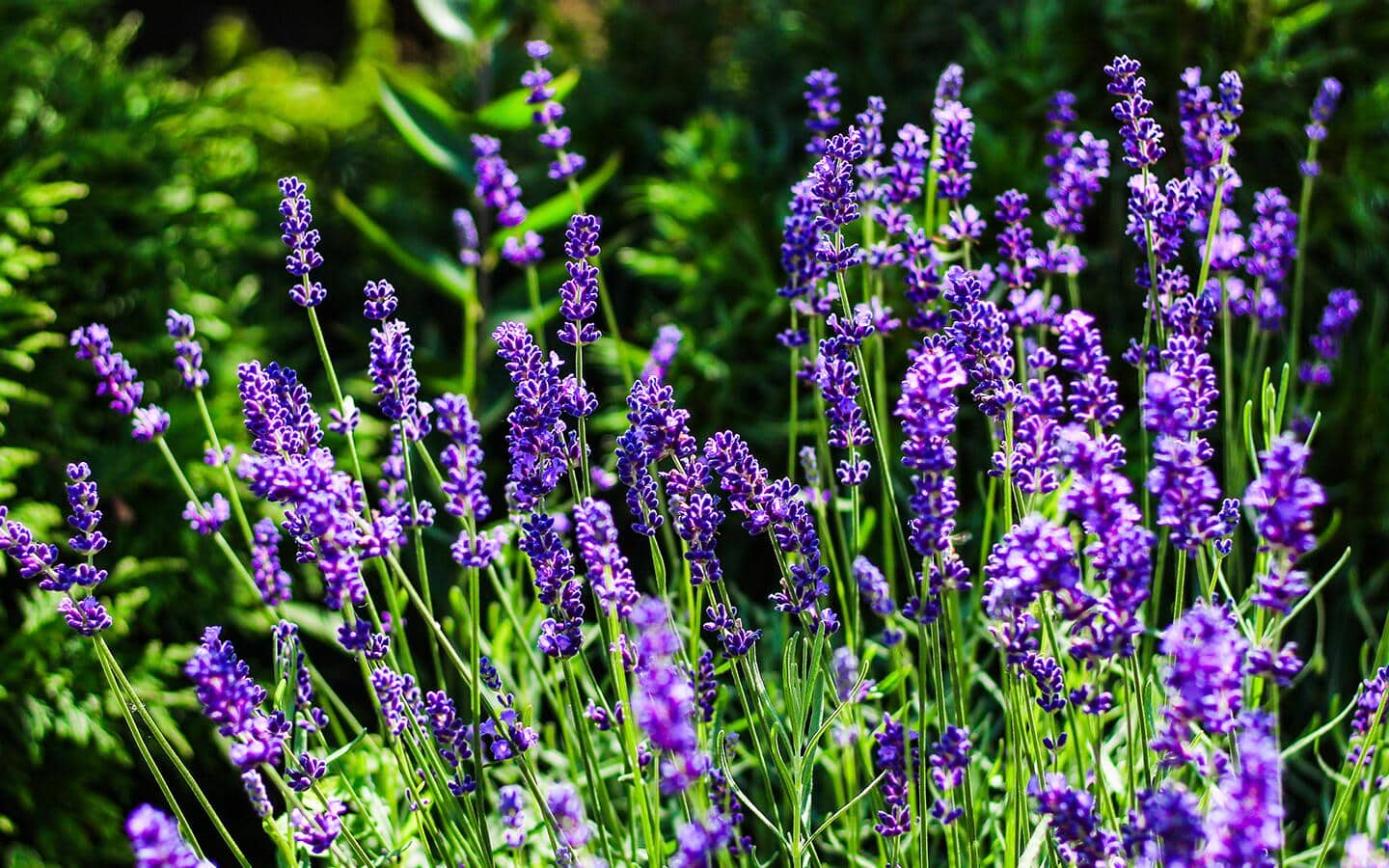 Lavender in bloom