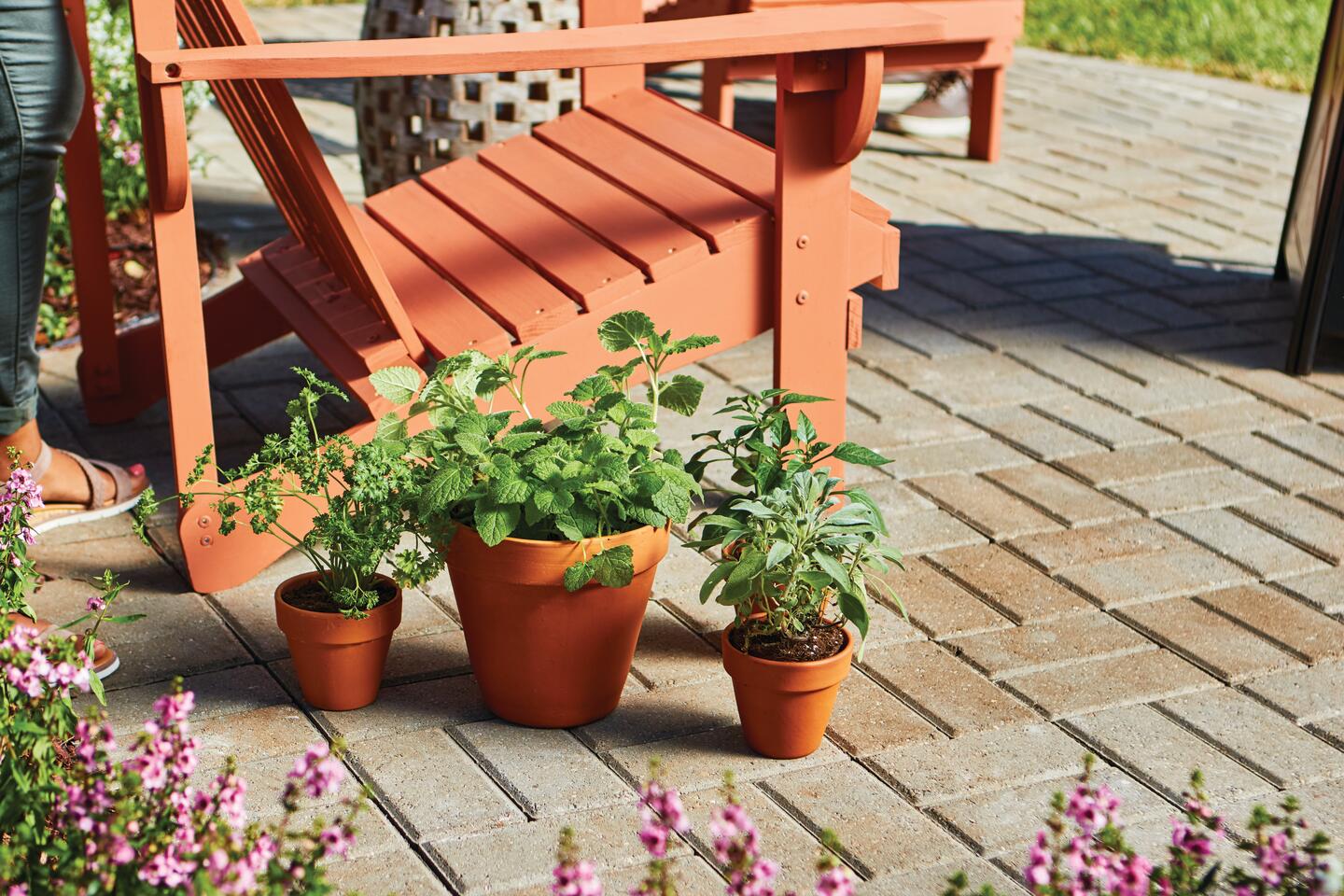 Edible garden plants for sale (firmly believe, your garden, seen firsthand, These plants) Edible garden plants for sale