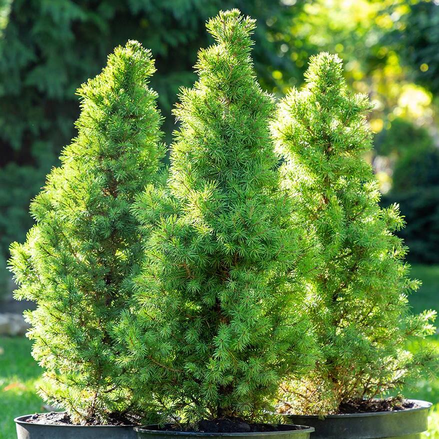 Image for Shop Evergreen Trees