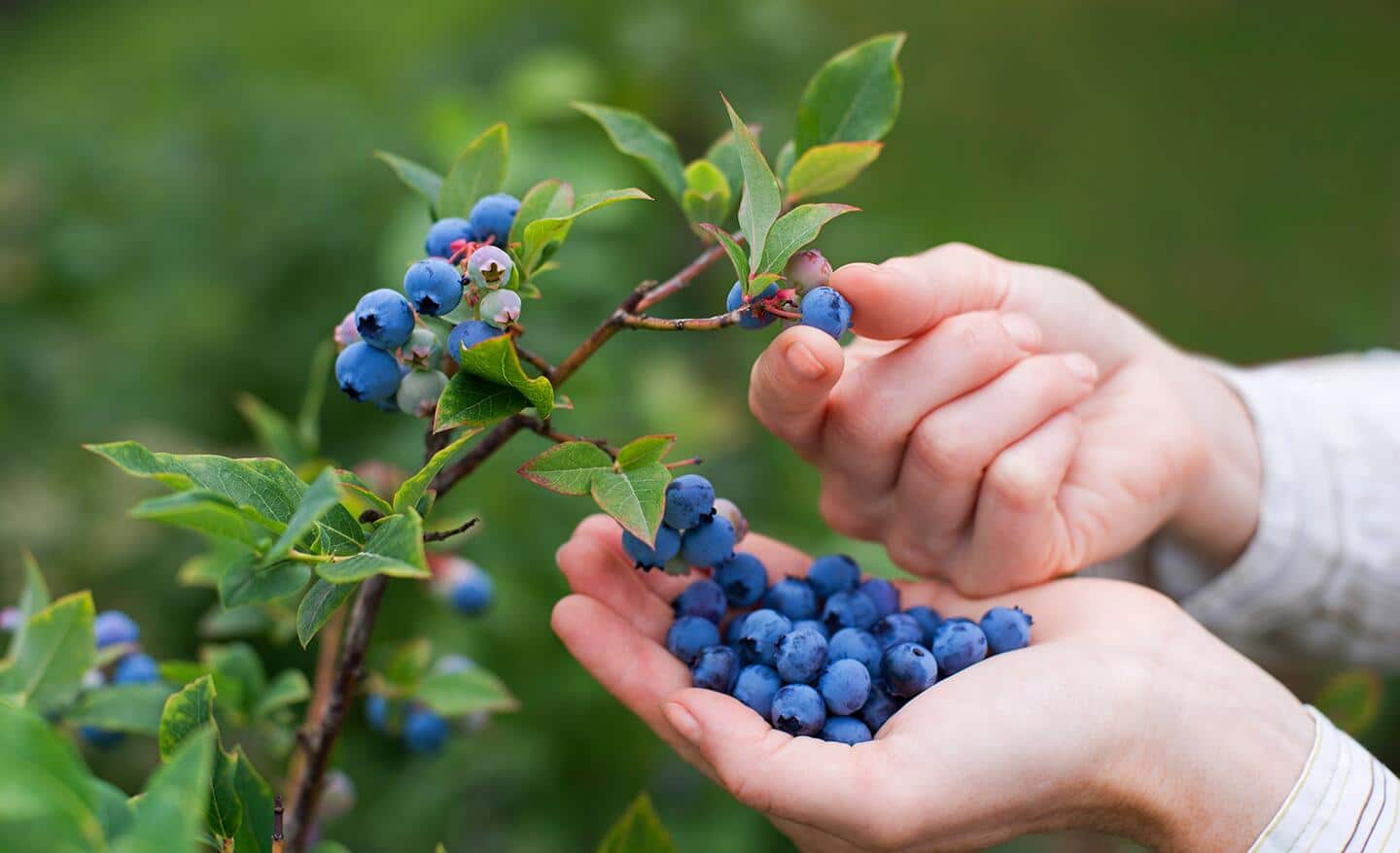 Gardener holds a handful of ripe blueberries while picking fresh blueberries from a bush