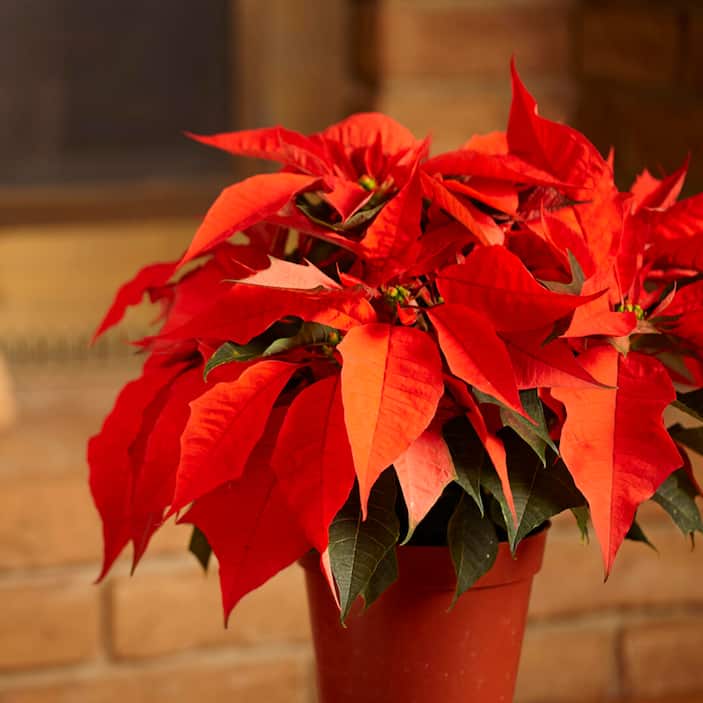 Poinsettias