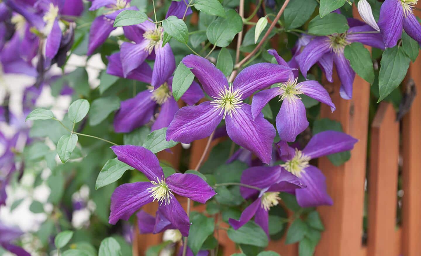 Purple clematis vine growing on a fence