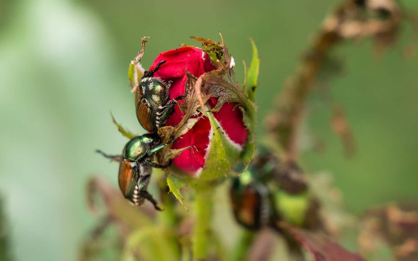 Japanese beetles climb a red rose.