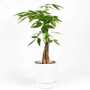 Image for Money Trees