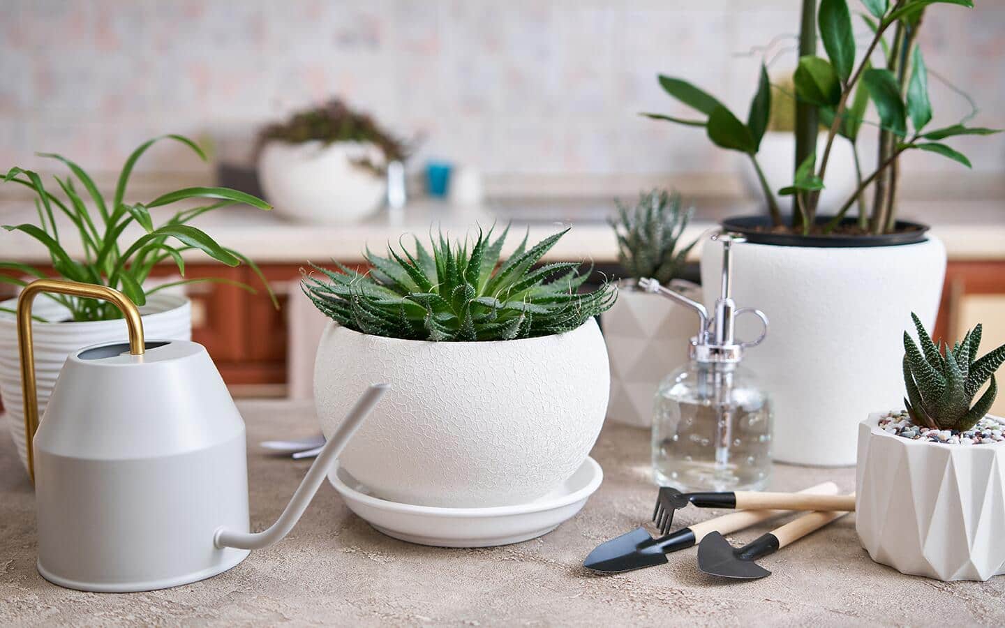 Collected succulents in ceramic pots with assorted growing equipment.
