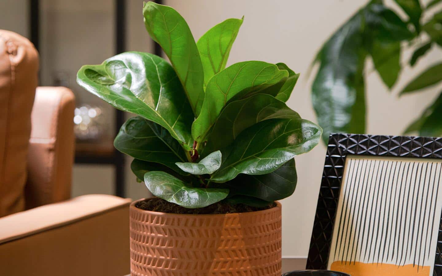 Ficus plant in a pot in a bright indoor space Ficus plant in a pot in a bright indoor space