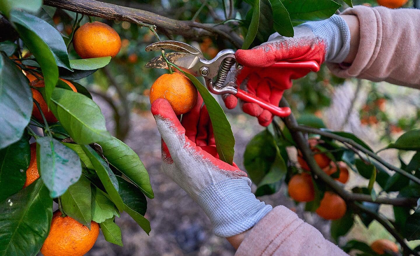 Gardener uses pruners to snip fruit from a tree