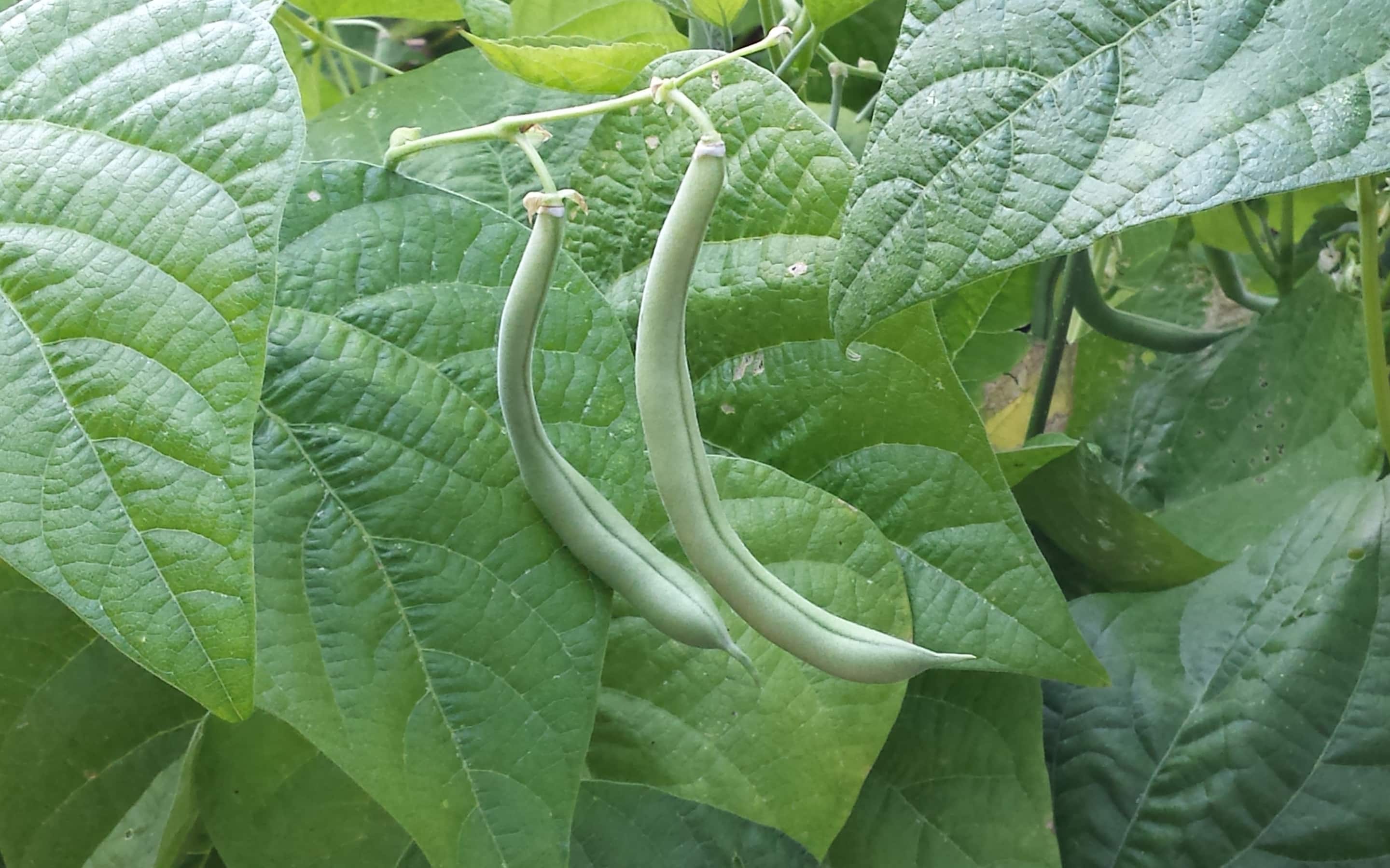 Green beans growing in the garden