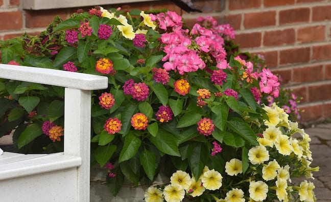 Types of Spring Flowers