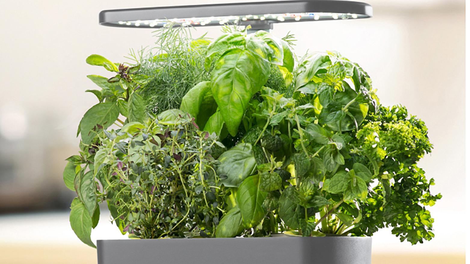 How to Grow Herbs Indoors