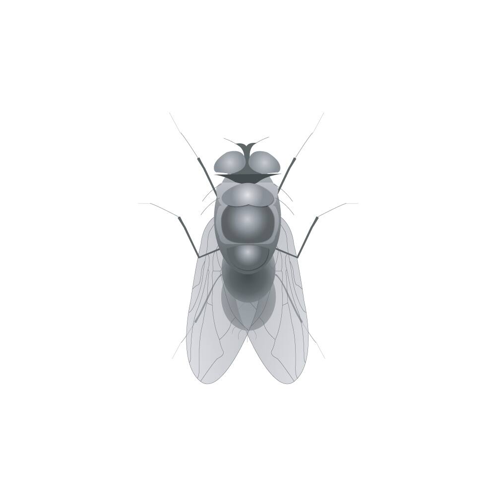 Image for Fruit Flies