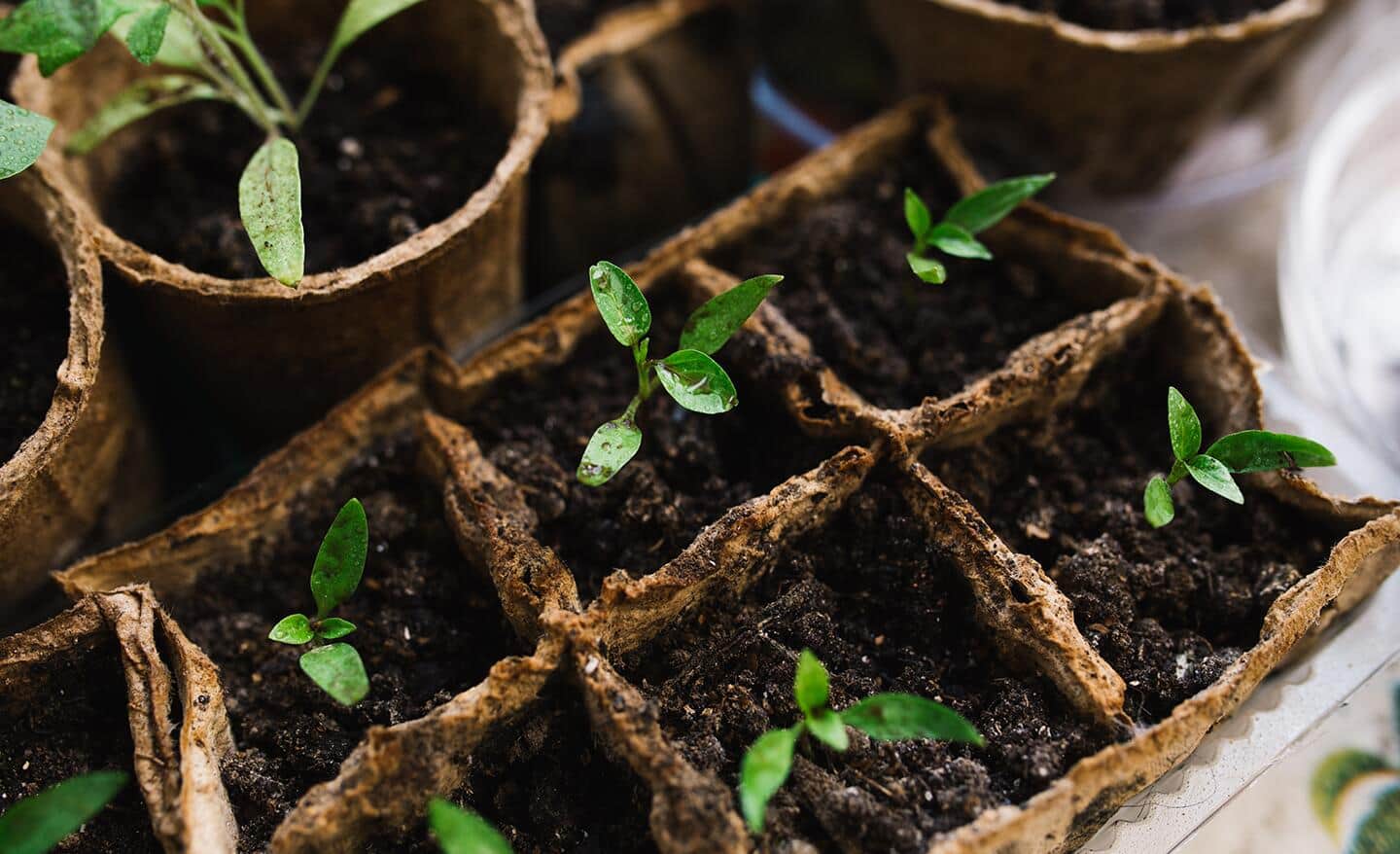 Seedlings in peat pots