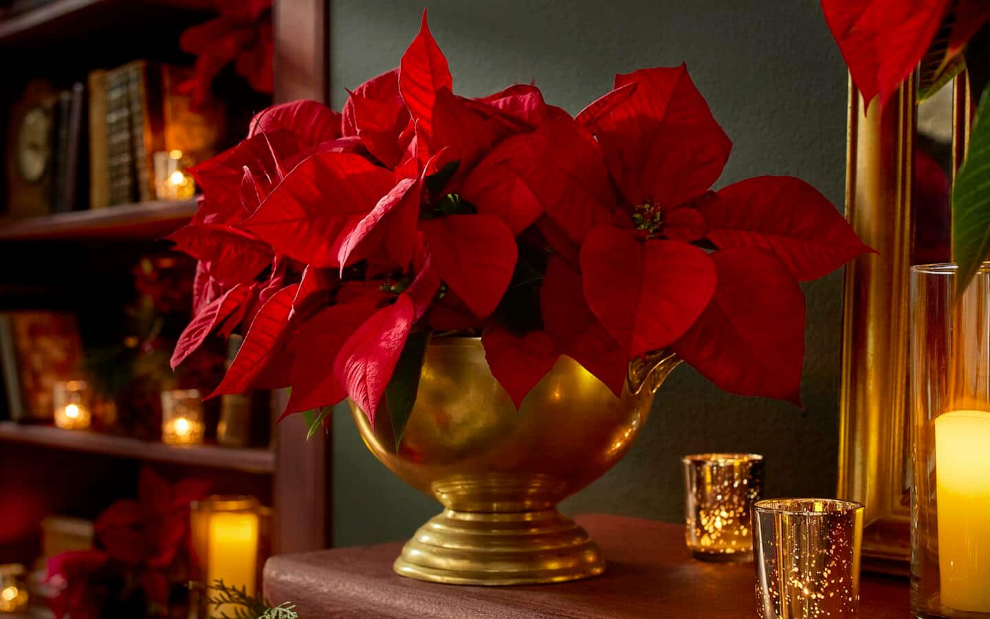Red poinsettia in a brass bowl with candles on a mantel Red poinsettia in a brass bowl with candles on a mantel