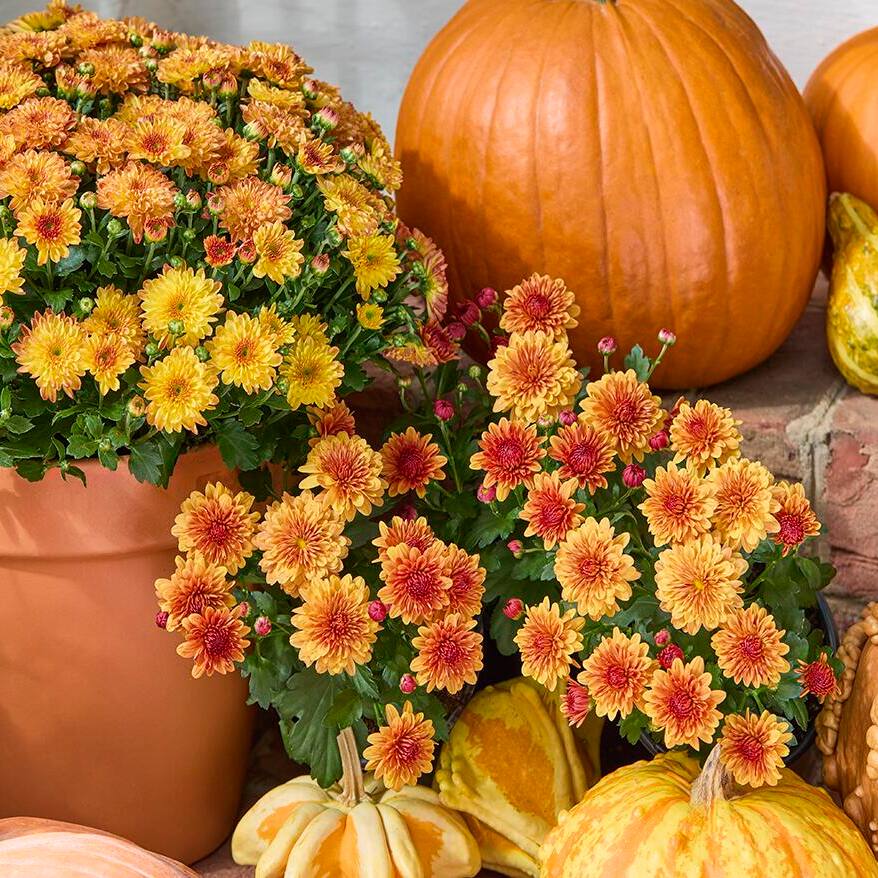 Grow Mums in Fall Pots and Flower Beds