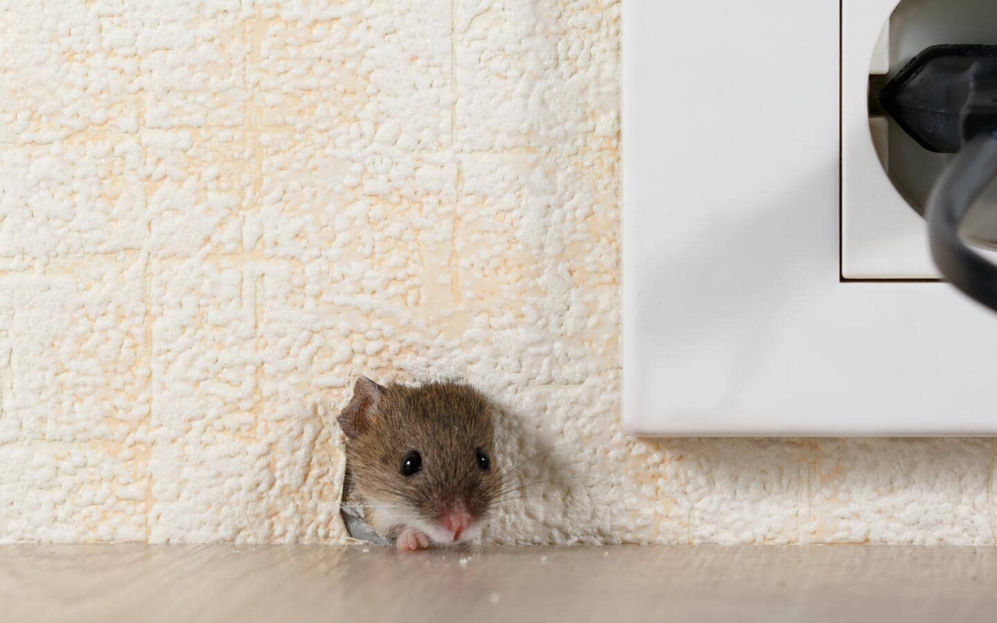 A mouse poking its head through a mouse hole in a wall next to an outlet. A mouse poking its head through a mouse hole in a wall next to an outlet.